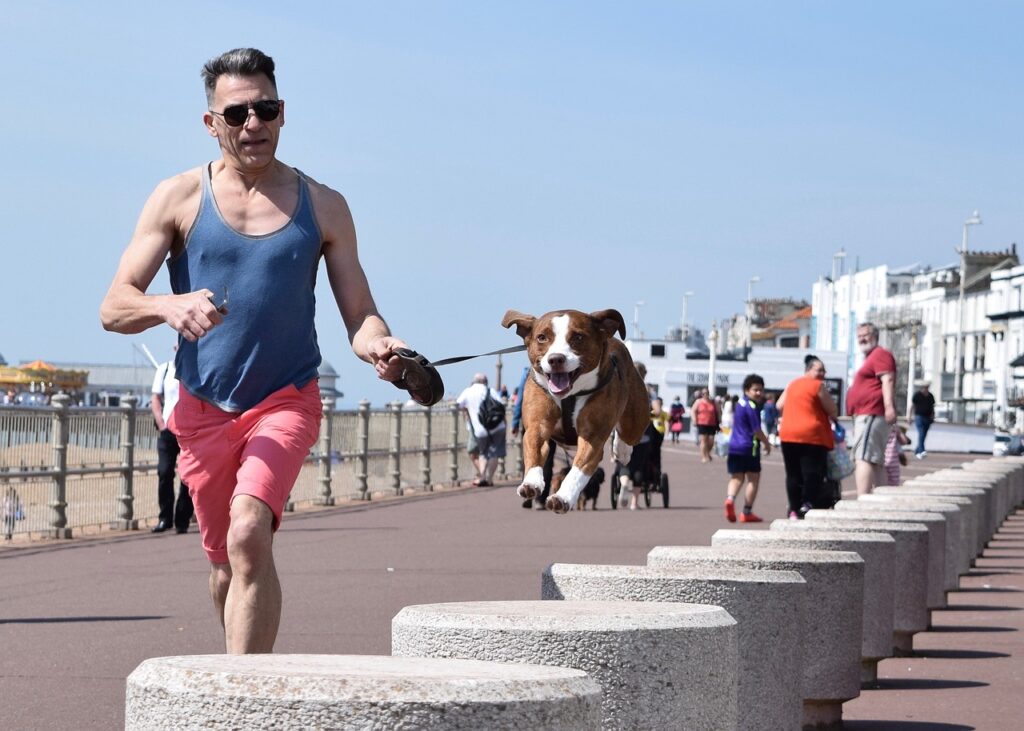 dog, hastings, beach-1380198.jpg